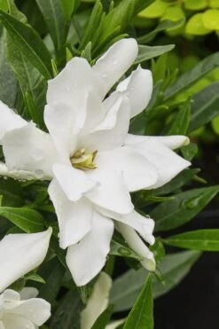 Radicans Creeping Dwarf Gardenia - 6 Pack Of 1 Gallon Pots 13 Radicans Creeping Dwarf Gardenia - 6 Pack Of 1 Gallon Pots -Botanhush Sales gardenia radicans 22