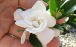 Jubilation Gardenia - 6 Pack Of 1 Gallon Pots 8 Jubilation Gardenia - 6 Pack Of 1 Gallon Pots -Botanhush Sales gardeniajubilation 1