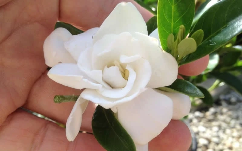 Jubilation Gardenia - 6 Pack Of 1 Gallon Pots 4 Jubilation Gardenia - 6 Pack Of 1 Gallon Pots - Image 4