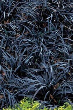 Dwarf Black Mondo Grass - 5 Pack Of Quart Pots 7 Dwarf Black Mondo Grass - 5 Pack Of Quart Pots -Botanhush Sales grass dwarf black mondo 3 500x750 1