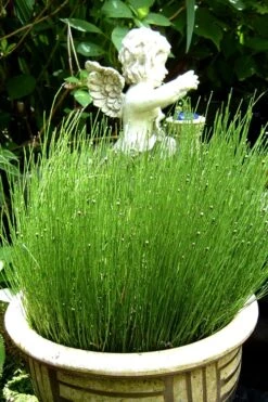 Dwarf Horsetail Reed Grass (Equisetum Scirpoides) - 1 Gallon Pot -Botanhush Sales grass dwarf horse tail 2 500x750 1