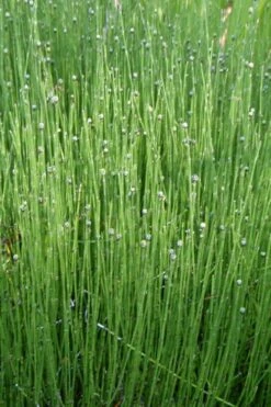 Dwarf Horsetail Reed Grass (Equisetum Scirpoides) - 1 Gallon Pot -Botanhush Sales grass dwarf horse tail 4 500x750 1