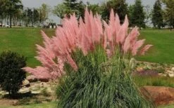 Pink Pampas Grass - 1 Gallon Pot -Botanhush Sales grass pink pampas landscapejpg