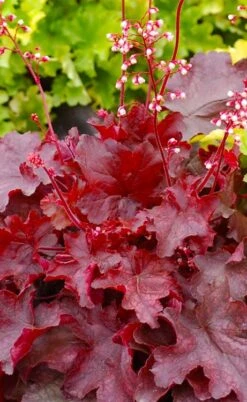 Fire Chief Heuchera (Coral Bells) - 10 Pack Of Quart Pots -Botanhush Sales heuchera fire chief 20