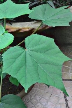 Confederate Rose Hibiscus - Rose Mallow - 3 Gallon Pot 10 Confederate Rose Hibiscus - Rose Mallow - 3 Gallon Pot -Botanhush Sales hibiscus confederate rose leaves 1
