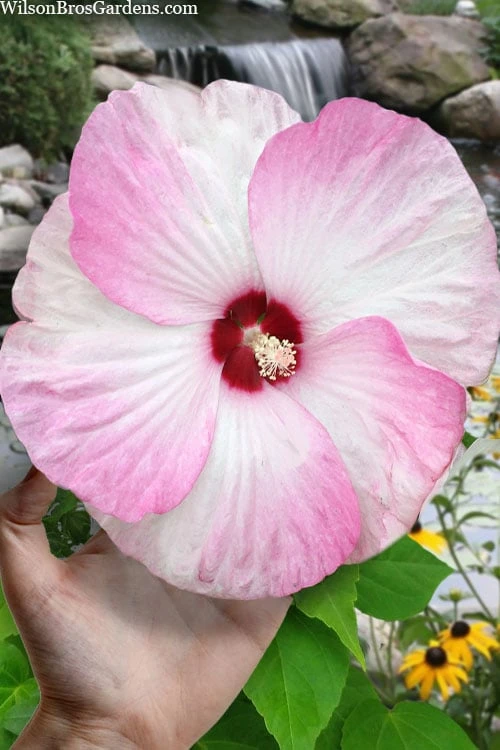Luna Pink Swirl Hardy Hibiscus - 3 Gallon Pot 1 Luna Pink Swirl Hardy Hibiscus - 3 Gallon Pot