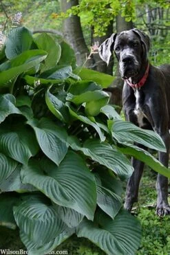 Empress Wu Giant Hosta Lily - 6 Pack Of 1 Gallon Pots 11 Empress Wu Giant Hosta Lily - 6 Pack Of 1 Gallon Pots -Botanhush Sales hosta lily empress wu 205 1