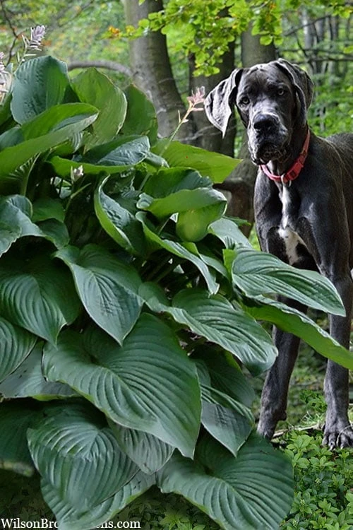 Empress Wu Giant Hosta Lily - 6 Pack Of 1 Gallon Pots 5 Empress Wu Giant Hosta Lily - 6 Pack Of 1 Gallon Pots - Image 5