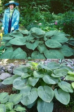 Humpback Whale Giant Hosta Lily - 1 Gallon Pot -Botanhush Sales hosta lily humpback whale 3