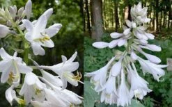 Humpback Whale Giant Hosta Lily - 1 Gallon Pot -Botanhush Sales hosta lily humpback whale 5
