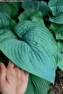 Humpback Whale Giant Hosta Lily - 1 Gallon Pot -Botanhush Sales hosta lily humpback whale 7