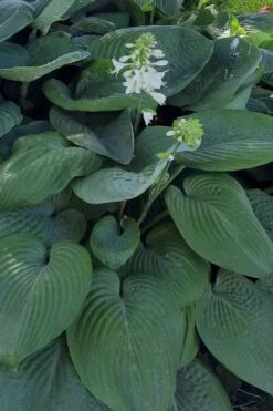 Humpback Whale Giant Hosta Lily - 1 Gallon Pot -Botanhush Sales hosta lily humpback whale 9