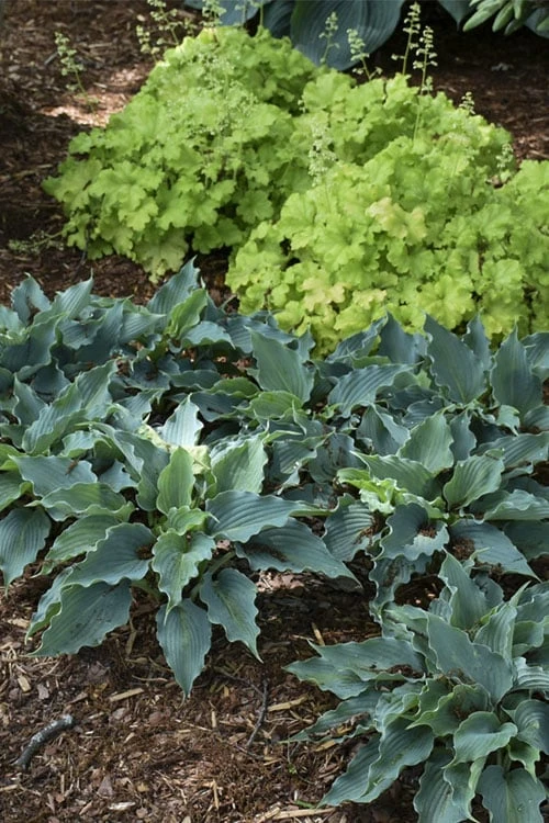 Waterslide Hosta Lily - 1 Gallon Pot 5 Waterslide Hosta Lily - 1 Gallon Pot - Image 5