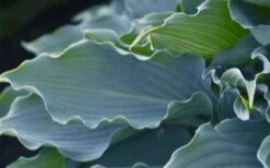 Waterslide Hosta Lily - 1 Gallon Pot 13 Waterslide Hosta Lily - 1 Gallon Pot -Botanhush Sales hosta lily waterslide 12