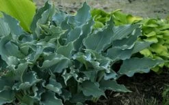 Waterslide Hosta Lily - 1 Gallon Pot 10 Waterslide Hosta Lily - 1 Gallon Pot -Botanhush Sales hosta lily waterslide 14