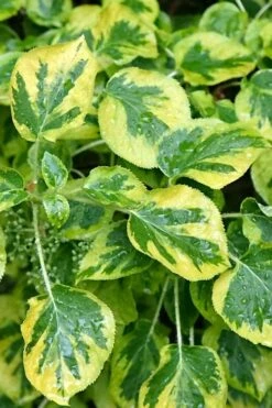 Miranda Climbing Hydrangea - 2 Gallon Pot -Botanhush Sales hydrangea anomala petiolaris miranda climbing hydrangea 11 1