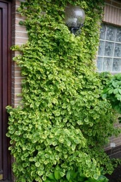 Miranda Climbing Hydrangea - 5 Gallon Pot -Botanhush Sales hydrangea anomala petiolaris miranda climbing hydrangea 13