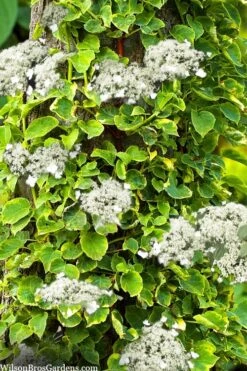 Miranda Climbing Hydrangea - 5 Gallon Pot -Botanhush Sales hydrangea anomala petiolaris miranda climbing hydrangea 8