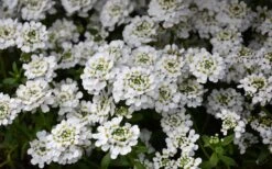 Snowflake Candy Tuft - 1 Gallon Pot -Botanhush Sales iberis sempervirens snowflake candytuft 1