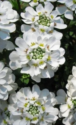 Snowflake Candy Tuft - 1 Gallon Pot