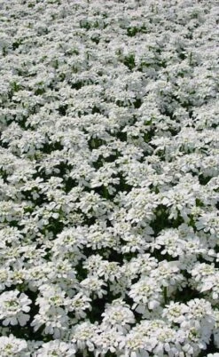 Snowflake Candy Tuft - 1 Gallon Pot -Botanhush Sales iberis sempervirens snowflake candytuft 3