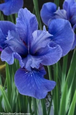 Cote D'Azur Siberian Iris - 1 Gallon Pot 7 Cote D'Azur Siberian Iris - 1 Gallon Pot -Botanhush Sales iris siberica cote d azur 3