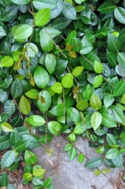 Asian Jasmine - Asiatic Jasmine - 1 Gallon Pot -Botanhush Sales jasmine asian 10 1