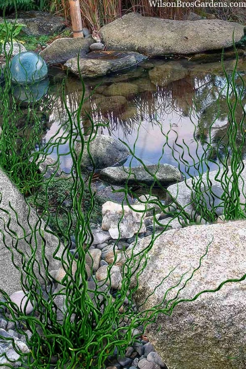 Big Twister Giant Corkscrew Rush (Juncus Effusus) - 5 Pack Of Quart Pots 4 Big Twister Giant Corkscrew Rush (Juncus Effusus) - 5 Pack Of Quart Pots - Image 4