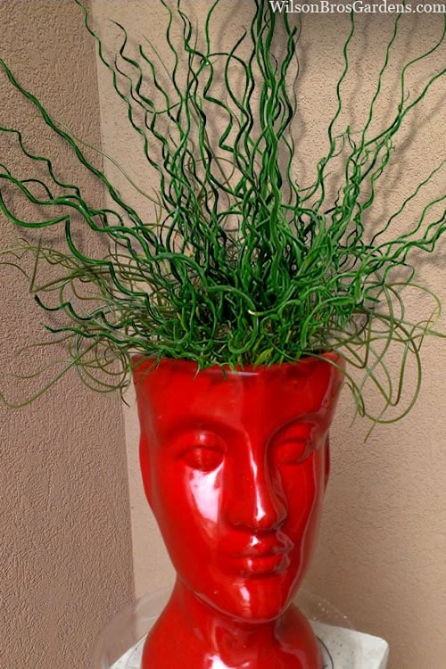 Big Twister Giant Corkscrew Rush (Juncus Effusus) - 5 Pack Of Quart Pots 1 Big Twister Giant Corkscrew Rush (Juncus Effusus) - 5 Pack Of Quart Pots