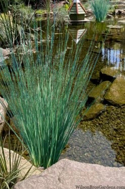 Blue Arrows Rush (Juncus Inflexus) - 5 Pack Of Quart Pots 11 Blue Arrows Rush (Juncus Inflexus) - 5 Pack Of Quart Pots -Botanhush Sales juncus inflexus blue arrows rush 21
