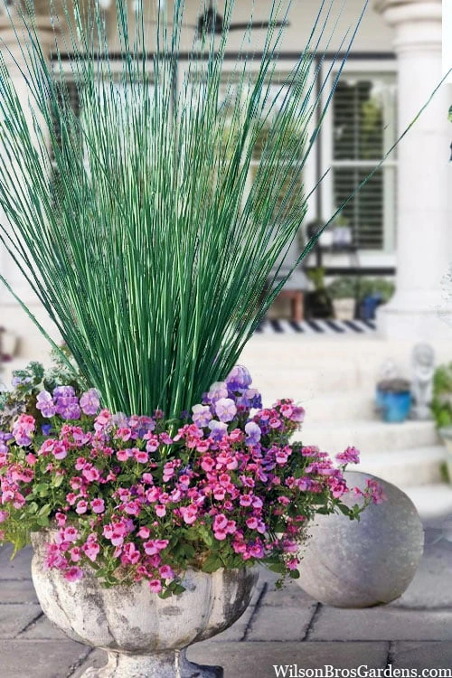 Blue Arrows Rush (Juncus Inflexus) - 5 Pack Of Quart Pots 1 Blue Arrows Rush (Juncus Inflexus) - 5 Pack Of Quart Pots