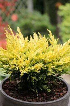Limeglow Golden Andorra Compact Juniper - 6 Pack Of 1 Gallon Pots -Botanhush Sales juniper horizontalis lime glow 23