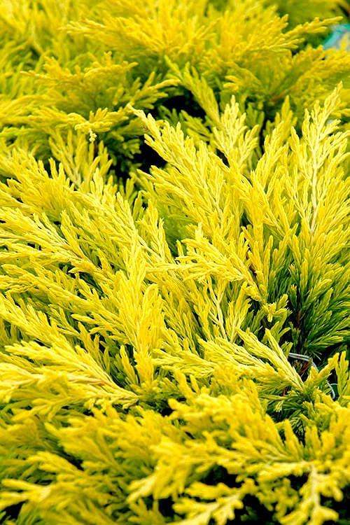 Limeglow Golden Andorra Compact Juniper - 1 Gallon Pot 1 Limeglow Golden Andorra Compact Juniper - 1 Gallon Pot