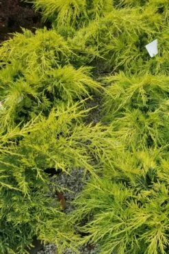 Gold Lace Juniper - 1 Gallon Pot -Botanhush Sales juniperus chinensis gold lace juniper 2