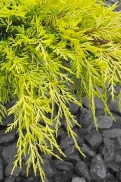 Gold Lace Juniper - 1 Gallon Pot -Botanhush Sales juniperus chinensis gold lace juniper 3