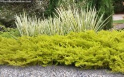 All Gold Golden Pacific Juniper - 1 Gallon Pot 11 All Gold Golden Pacific Juniper - 1 Gallon Pot -Botanhush Sales juniperus conferta all gold pacific shore juniper 21