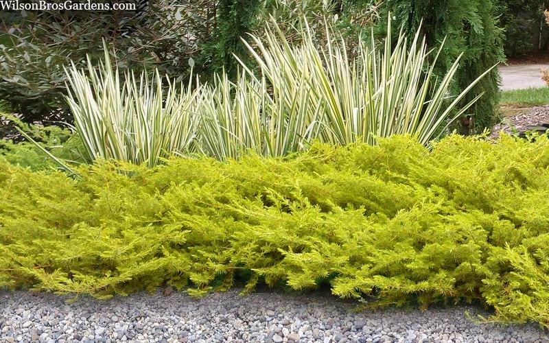 All Gold Golden Pacific Juniper - 1 Gallon Pot 5 All Gold Golden Pacific Juniper - 1 Gallon Pot - Image 5
