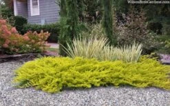 All Gold Golden Pacific Juniper - 1 Gallon Pot 10 All Gold Golden Pacific Juniper - 1 Gallon Pot -Botanhush Sales juniperus conferta all gold pacific shore juniper 22