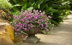 Luscious Grape Lantana - 5 Pack Of Quart Pots -Botanhush Sales lantana luscious grape 2