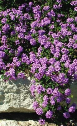 Luscious Grape Lantana - 5 Pack Of Quart Pots -Botanhush Sales lantana luscious grape 3