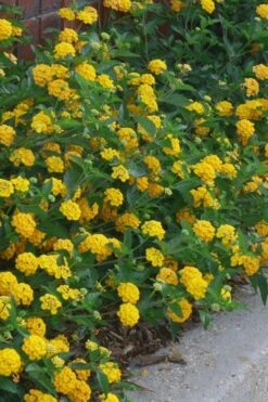 New Gold Hardy Lantana - 1 Gallon Pot 9 New Gold Hardy Lantana - 1 Gallon Pot -Botanhush Sales lantana new gold 10
