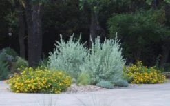 New Gold Hardy Lantana - 1 Gallon Pot 10 New Gold Hardy Lantana - 1 Gallon Pot -Botanhush Sales lantana new gold 11