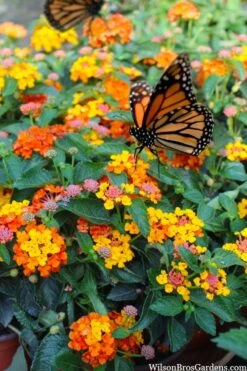 Sonset Hardy Lantana - 5 Pack Of Quart Pots -Botanhush Sales lantana sonset 104