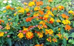 Sonset Hardy Lantana - 5 Pack Of Quart Pots -Botanhush Sales lantana sonset 105