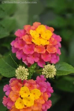 Sonset Hardy Lantana - 5 Pack Of Quart Pots -Botanhush Sales lantana sonset 20