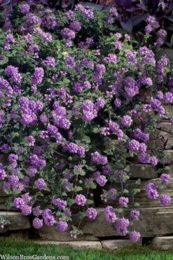 Botanhush Sales 32 Trailing Lavender Lantana - 5 Pack Of Pint Pots
