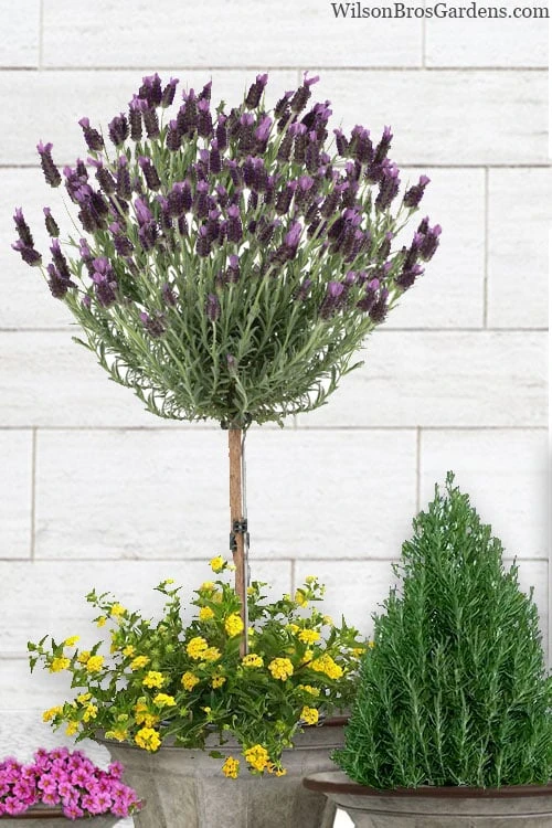 Anouk Spanish Lavender Tree (Single Stem) - 3 Gallon Pot 1 Anouk Spanish Lavender Tree (Single Stem) - 3 Gallon Pot