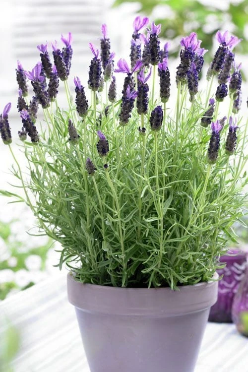 Anouk Spanish Lavender - 1 Gallon Pot 1 Anouk Spanish Lavender - 1 Gallon Pot