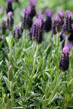 Anouk Spanish Lavender - 1 Gallon Pot 13 Anouk Spanish Lavender - 1 Gallon Pot -Botanhush Sales lavandula stoechas anouk spanish lavender 2 1