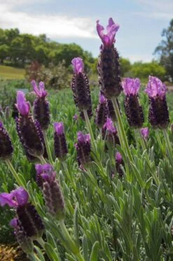 Anouk Spanish Lavender - 1 Gallon Pot 11 Anouk Spanish Lavender - 1 Gallon Pot -Botanhush Sales lavandula stoechas anouk spanish lavender 4 2